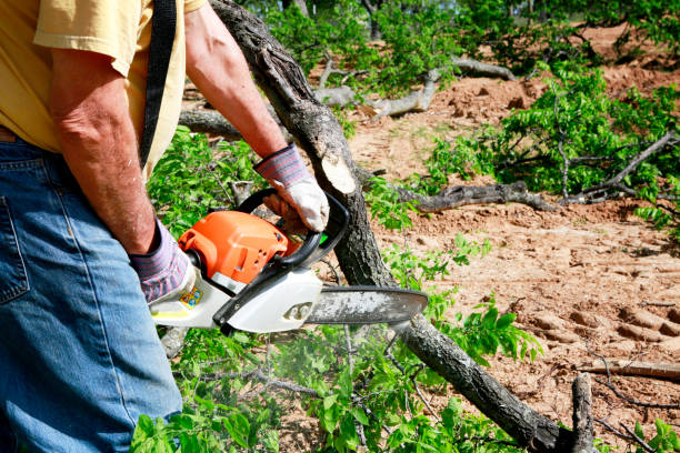 Trusted Cedar City, UT Tree Removal Experts